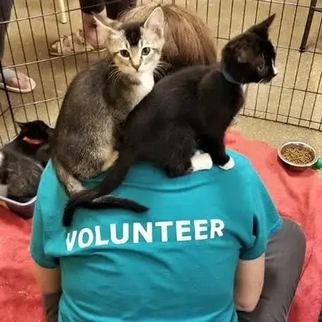 Love Cats? Volunteer With Purrfect Pals at Renton PetSmart!