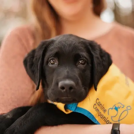 Puppy Raisers needed to raise a future service dog puppy!