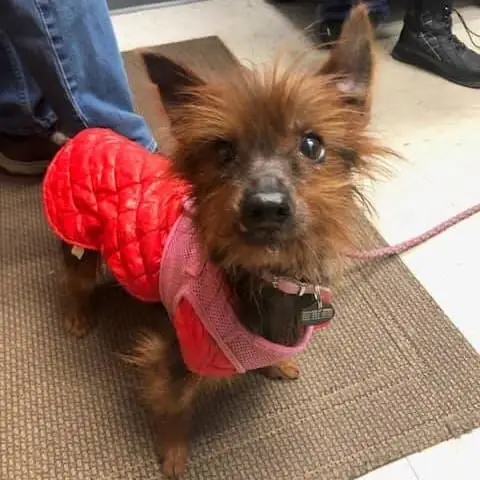 Dog Volunteers
