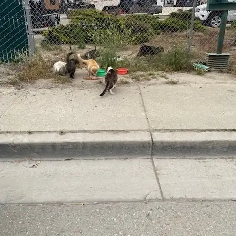 Feeding Feral cat colonies