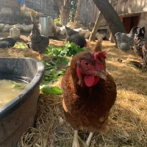 Urban Garden Project - Oakland (Sundays)