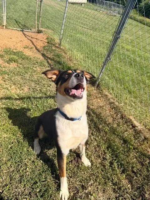 Dog Foster
