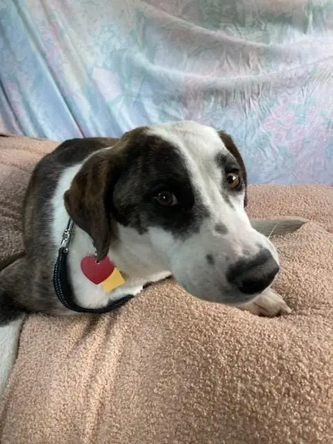 Standby (on-call) Volunteers & Doggy Chefs Needed!