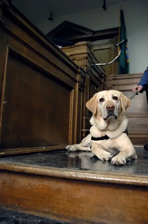 Volunteer Web Developer (WordPress) – Remote