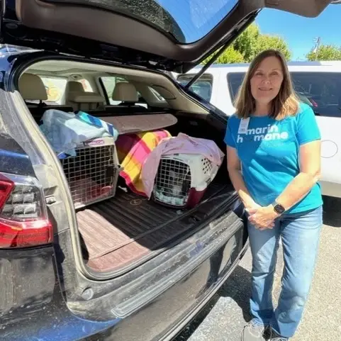 Drive animals as a pet chauffeur!