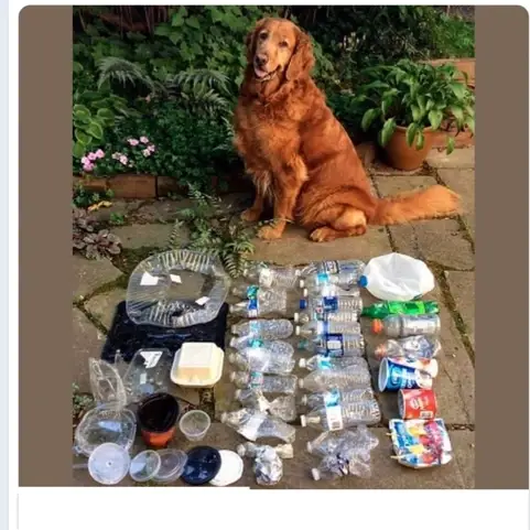 Clean-up and weeding at Point Isabel!