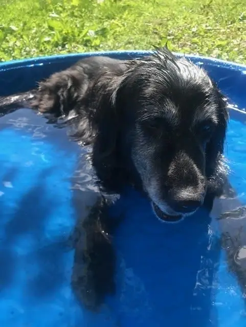 Therapy Dogs Needed for Hospice Volunteer