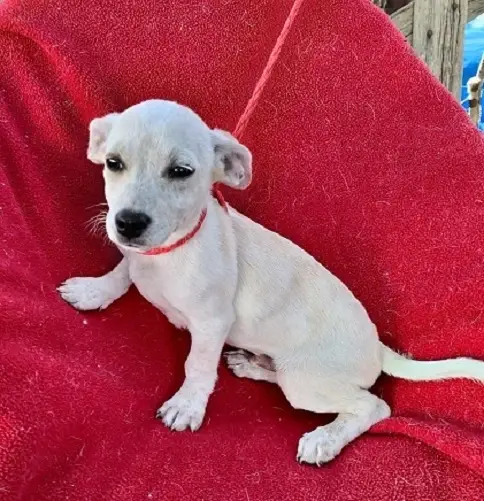 Volunteers needed for a Special Easter Adoption Event at the Bellevue PetSmart -  Sunday, 3/22