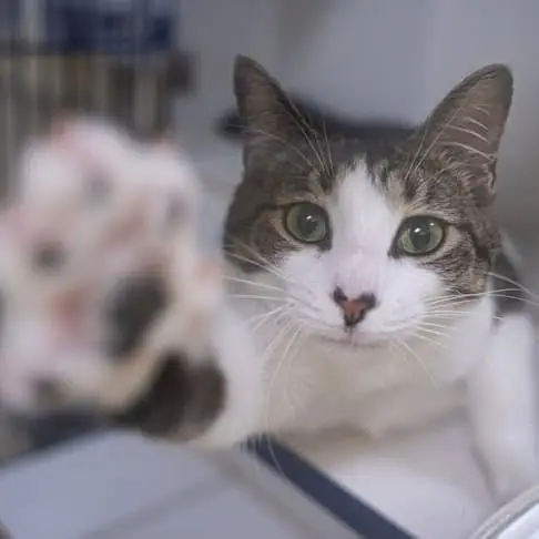 Cat Socializer
