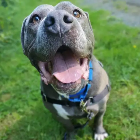 Work with large, very energetic dogs - Tuesday afternoons (Kent)