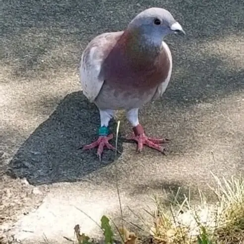 Pigeon Rescue Volunteer
