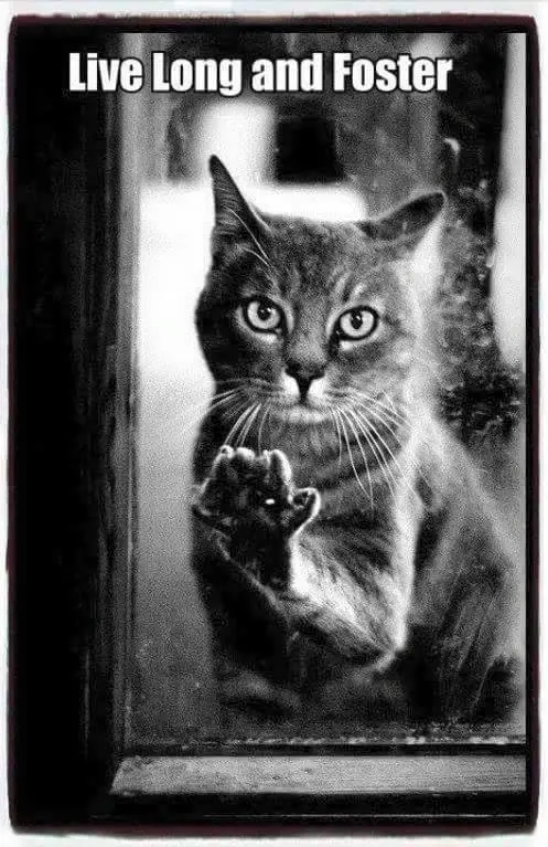 Need immediately Caregivers for Community Cat Colonies