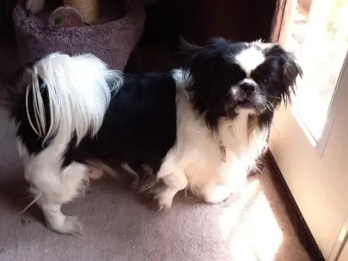 Animal Networking Volunteer