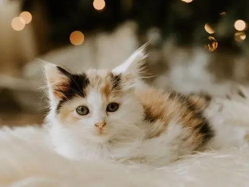 Kitten & Cat Caretakers needed at the Katy PetSmart Cat Adoption Center