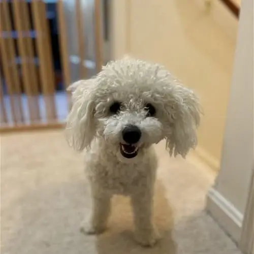 URGENT NEED DOG FOSTER HOME