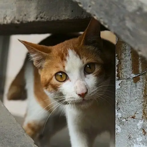 Make a Difference: Join the fundraising crew at OHS to save animal lives!