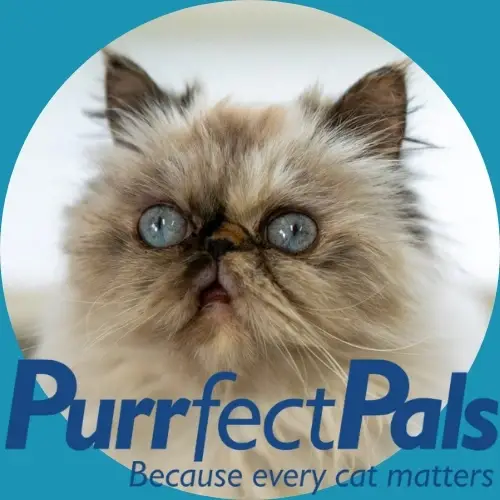 Love Cats? Volunteer at Purrfect Pals at Renton PetSmart!