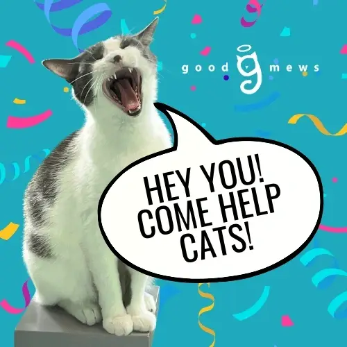 Reading to Cats at Cat Shelter