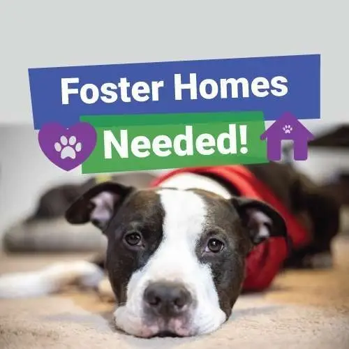 Foster Parents: Cats and Dogs