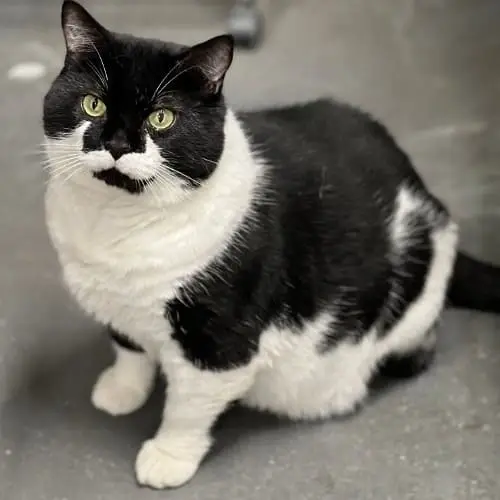 URGENT NEED CAT/KITTEN FOSTER HOME
