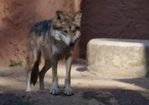Volunteer in Mexico: Raising awareness about the protection of the Mexican wolf