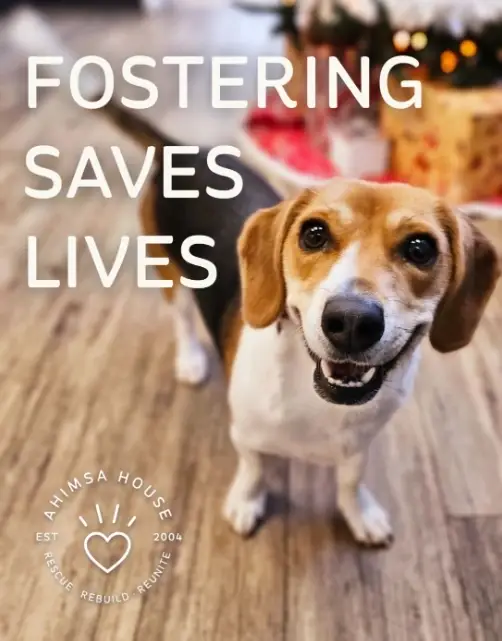 Foster an Animal Survivor of Domestic Violence