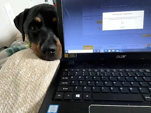 WEBSITE DEVELOPER