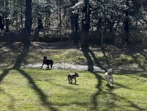 Manage a $10,000 Monthly Google Ad Grant for a Veteran-Owned Dog Rescue