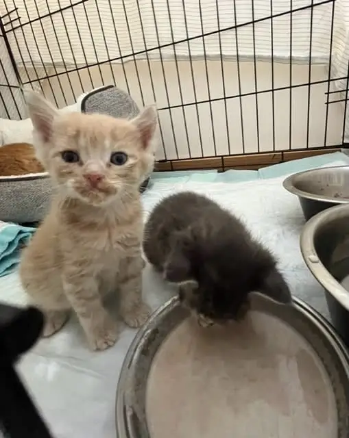 Foster Pet Parents Needed - Give cats and kittens love and a chance for a home