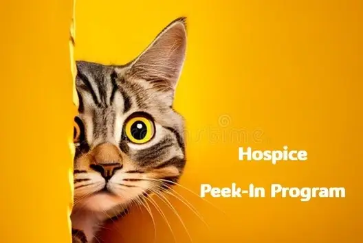 Colorado Springs Allelon hospice Peek-in Program
