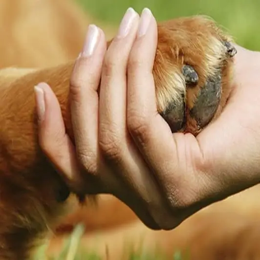 Pet Therapy for those at the End of Life- LA County