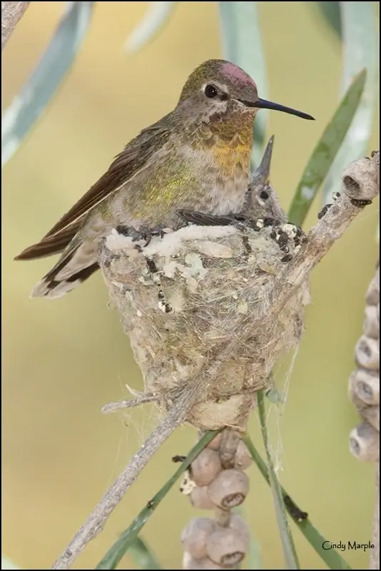 Tending the Hummingbird Habitat, Chandler