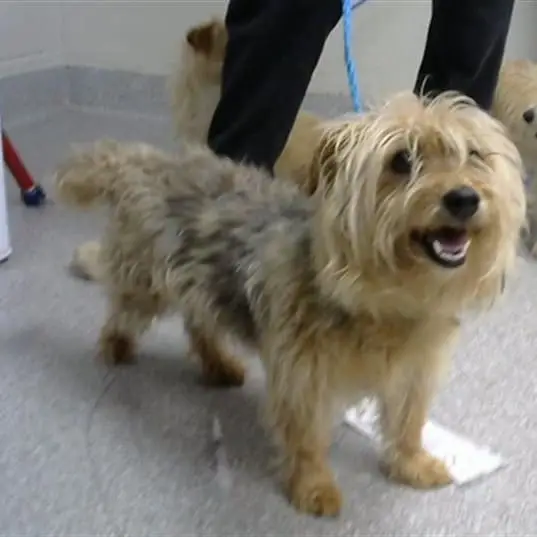 Help a puppy/dog, kitten/cat find their forever home