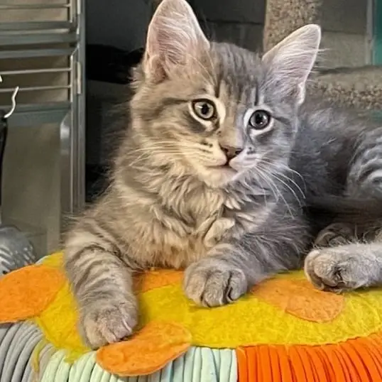 Social Media Volunteer