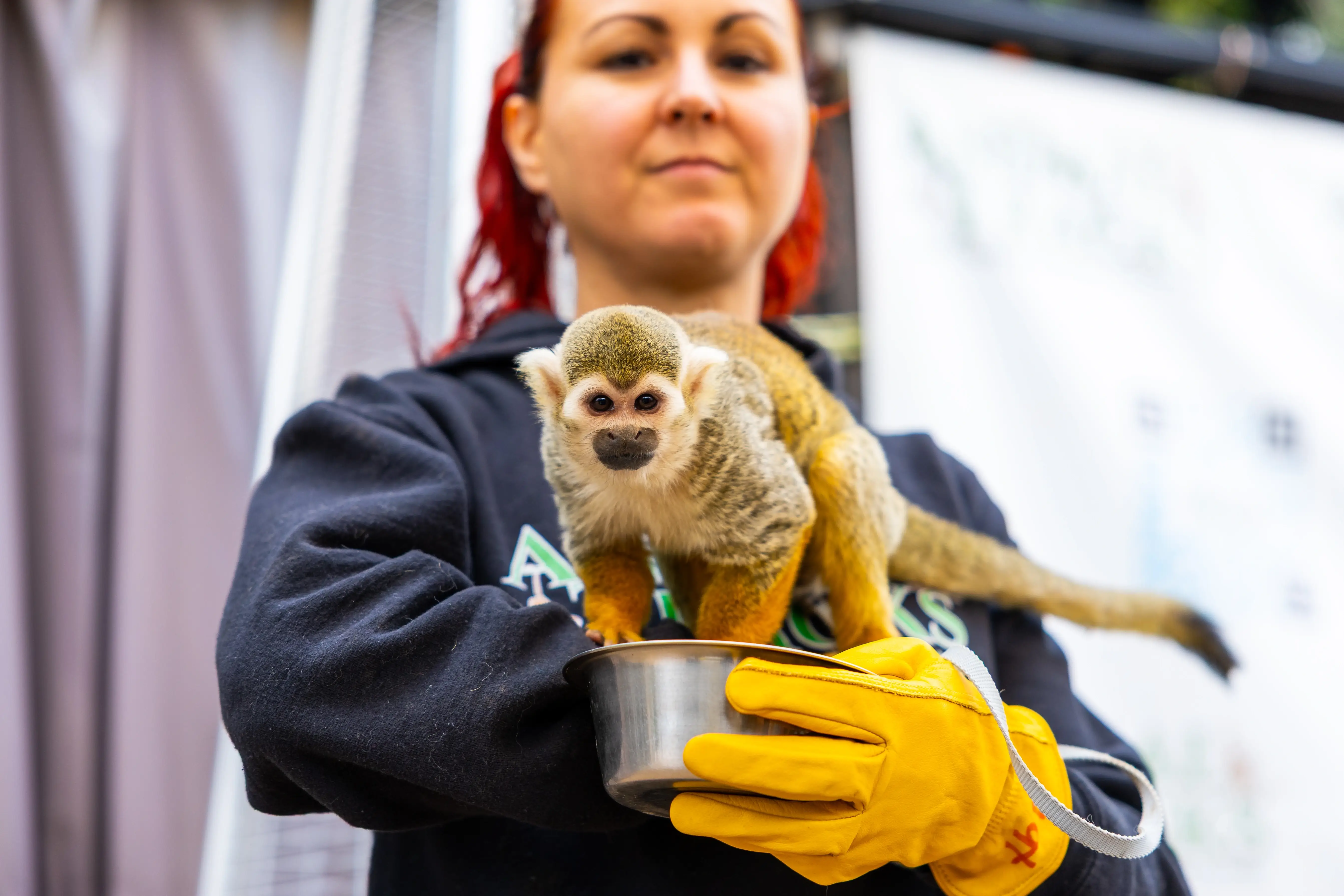 Volunteer with Animal Tracks Sanctuary – Help Care for Rescued Exotic & Farm Animals!