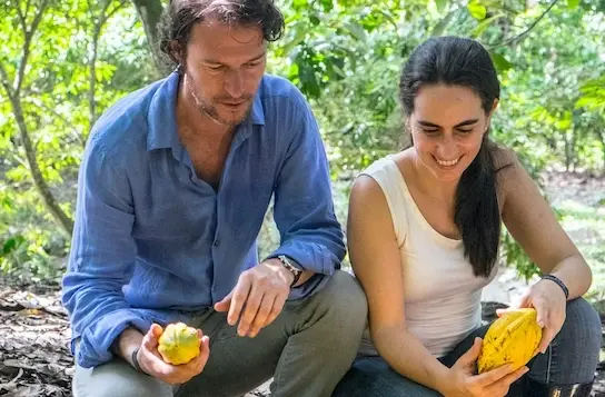 observando semillas de cacao