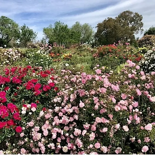 Heritage Rose Garden Conservation Assistant 