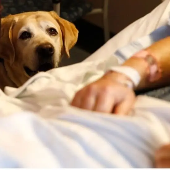 Pet Therapy Volunteers Needed