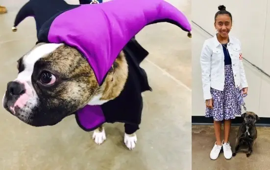 4-H Dog Fun Match Setup