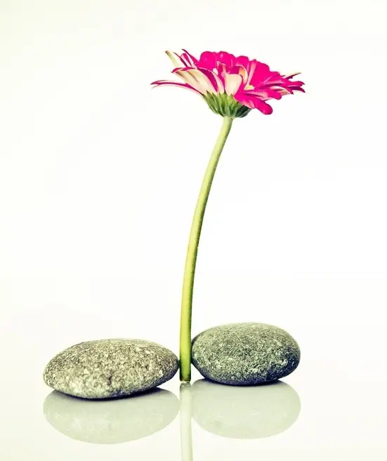 A flower.
