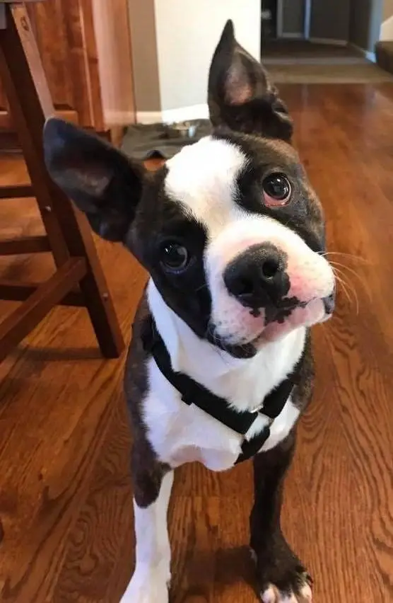 Volunteering for Dog Rescue - Boston Terriers
