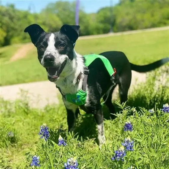 Love dogs and like helping people? Help a service dog in training!