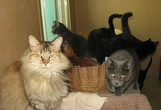 Cat Care and Shelter Cleaning