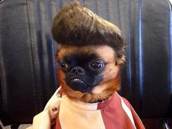 Dog Groomers/Stylists Pro & Amateur Needed