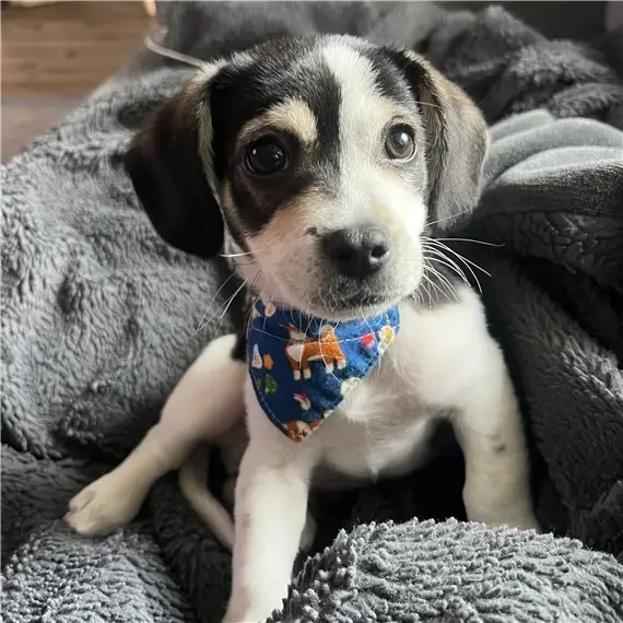 Volunteer for transportation and adoption events