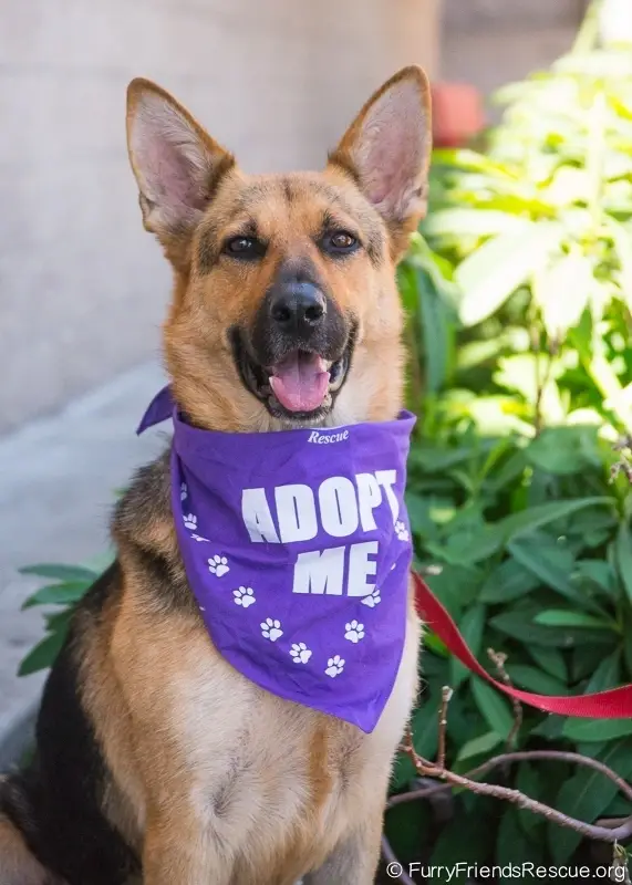Copy of Dog & Cat Foster Homes