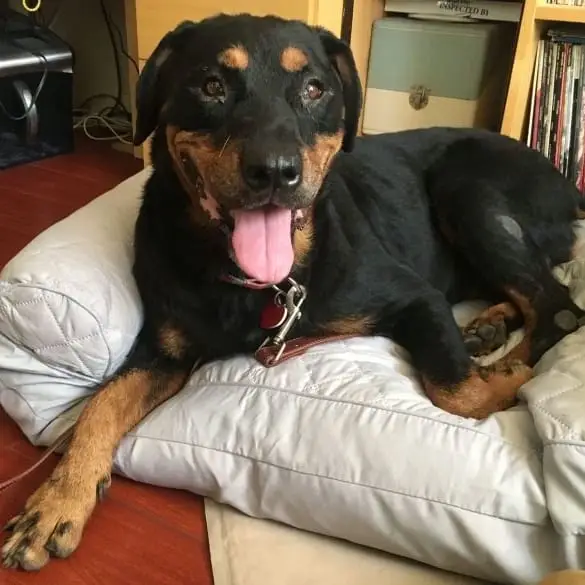 PAID OPPORTUNITY: Foster a dog!!!