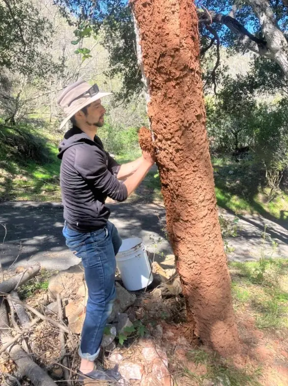Land Restoration - Help Us Protect Oak Trees at Big Oak Canyon