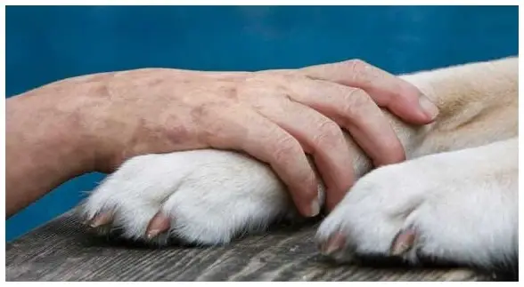 Pet Peace of Mind volunteers for Hospice