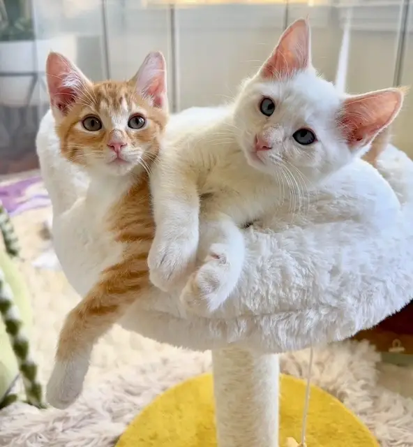 Kitten Social Media Volunteers